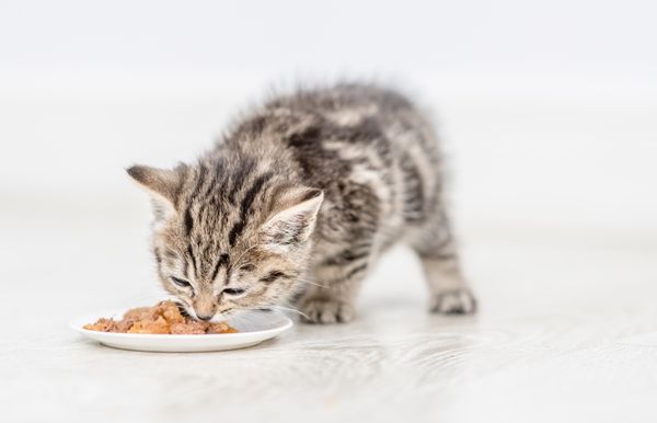 Katzenfutter