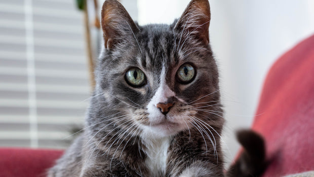 Banner image for: <h3>„Katzenspielzeug – Spaß & Bewegung für glückliche Katzen“</h3>