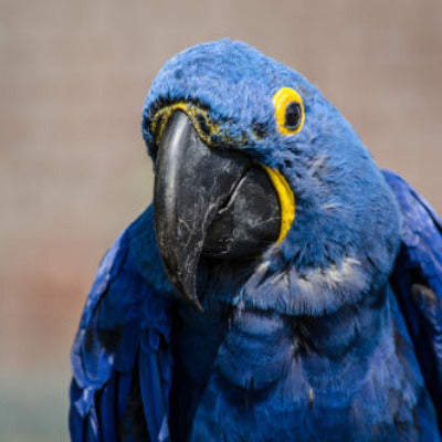 Papagei – Symbolbild für unsere Vogel-Kollektion mit Zubehör und Futter