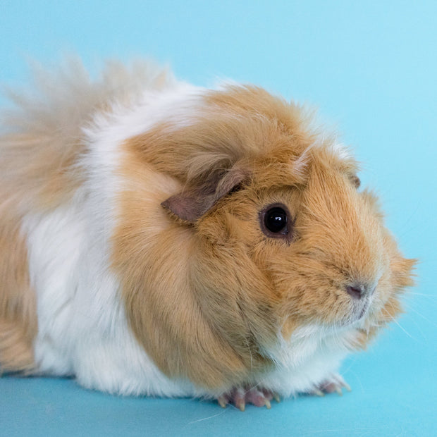 Hamster – Symbolbild für unsere Kleintier-Kollektion mit Zubehör und Futter