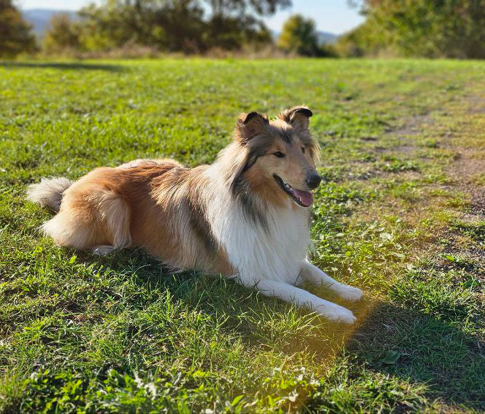 Unser Hund Jessy auf der Über uns Seite – Maskottchen und Teammitglied