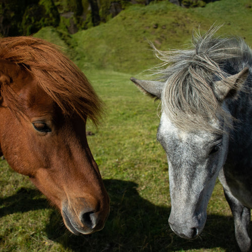 Pferd – Symbolbild für unsere Pferde-Kollektion mit Zubehör und Futter