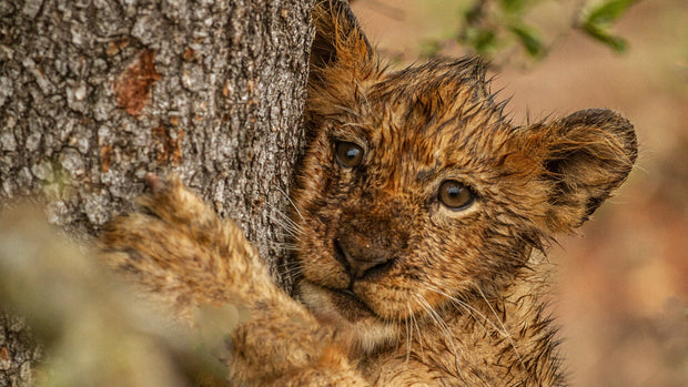 Banner image for: <h2>„Kratzbäume & Kratzbretter – Spielspaß und Krallenpflege für Katzen“</h2>