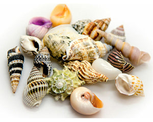 Collection image for: Aquarium Dekoration