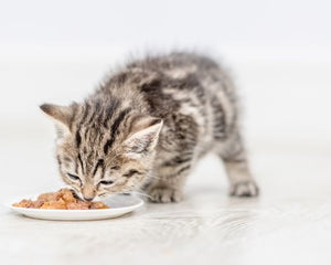 Collection image for: Katzenfutter