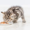 Katzenfutter