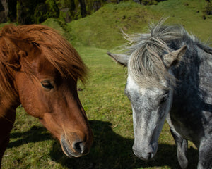 Collection image for: Pferd & Reitsport