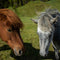 Pferd & Reitsport