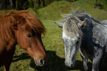 Pferd & Reitsport