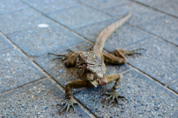 Terraristik & Reptilien