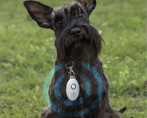 Collection image for: Ungezieferschutz für Hunde
