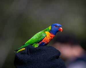 Collection image for: Vogel