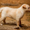 Welpen & junge Hunde