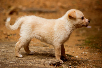 Welpen & junge Hunde