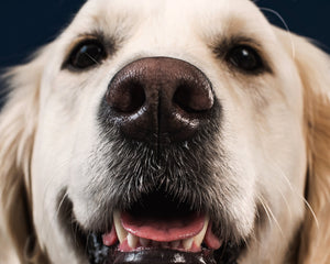 Collection image for: Hund