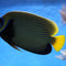 Aquaristik