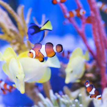 Aquaristik