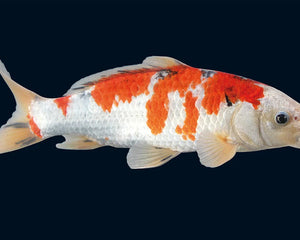 Collection image for: Koi – Premium Teichpflege, Futter & Zubehör für gesunde Koi
