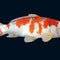 Koi – Premium Teichpflege, Futter & Zubehör für gesunde Koi