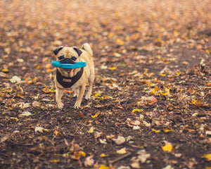 Collection image for: Hundespielzeug