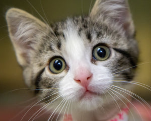 Collection image for: Katzen