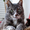 Katzen