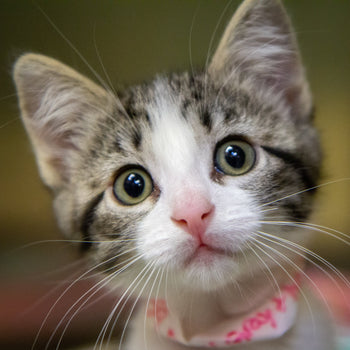Katzen
