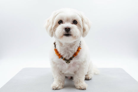 Amberdog – Hunde Bernsteinkette mit Tigerauge 29cm