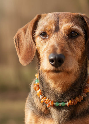 amberdog Hunde Bernsteinkette mit Jade Länge 30cm