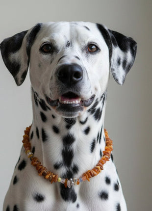 Hunde Bernsteinkette mit Edelsteinmix Länge 43cm