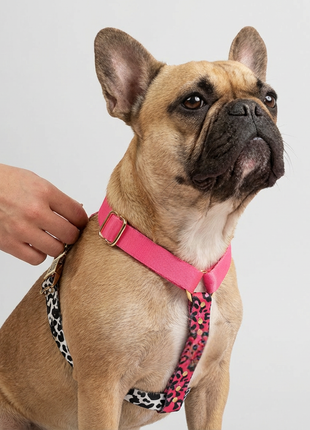 Hundegeschirr CandyMix