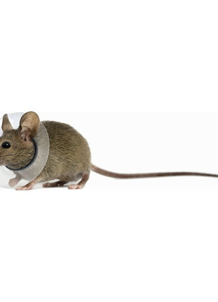 V11H7A180B9F5509F3547CF22E77FED6C2A3R4262284P1