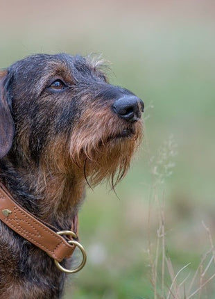 Hundehalsband CLASSIC Light