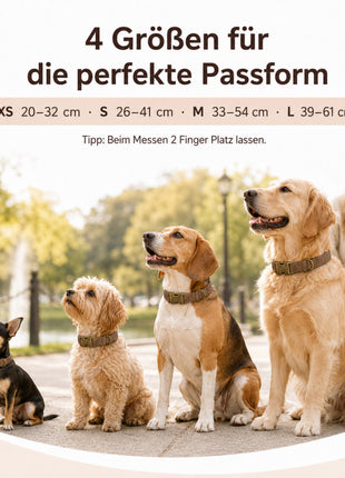 Edles Hundehalsband im Vintagelook mit Messingschnalle und kostenloser Gravur Name und Telefon