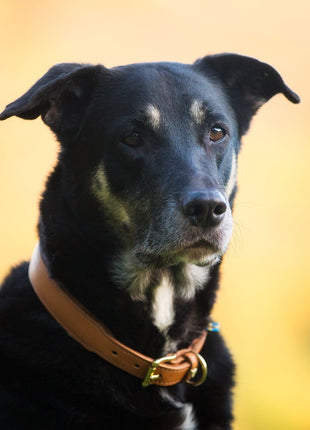 Hundehalsband CLASSIC Leder