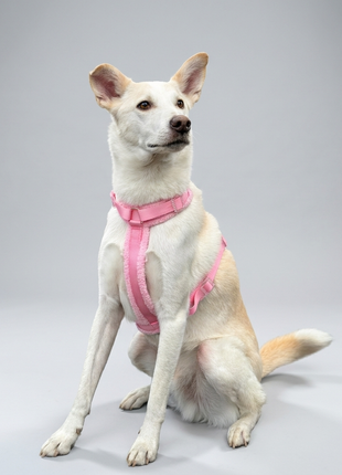 Hundegeschirr-Set Teddy Rosa