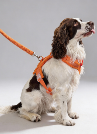 Hundegeschirr-Set Teddy Orange