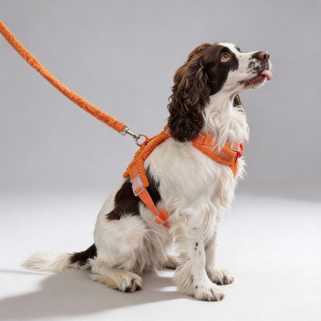 Hundegeschirr-Set Teddy Orange