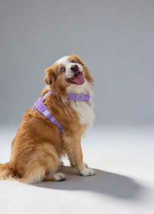 Hundegeschirr-Set Teddy Violett