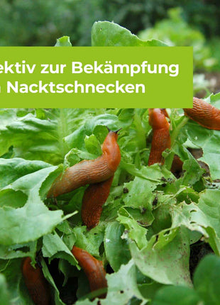 Protect MaXX Schneckenkorn FE von 500 -1200 g