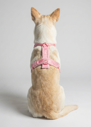 Hundegeschirr-Set Teddy Rosa