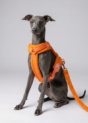 Hundegeschirr-Set Teddy Orange