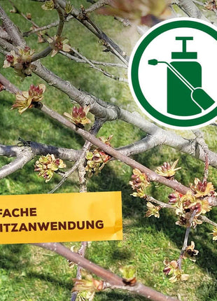 Solabiol Austriebsspritzmittel gegen Überwinterungsstadien von Spinnmilben |