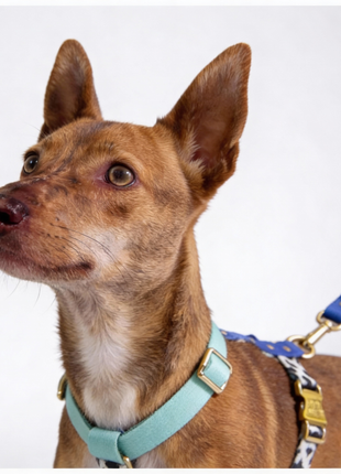 Hundegeschirr Blueberry