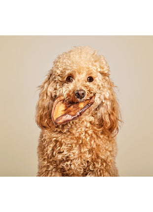 V10HC44D046A0F88FC248D1DA182F6852F9AR6578024P2