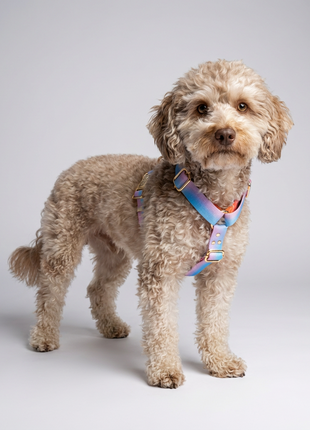 Hundegeschirr Aurora