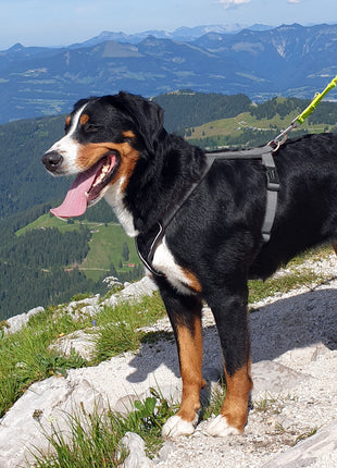 ASCO Hundeleine mit Ruckdämpfer 100-200 cm