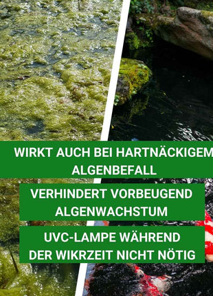 Fadenalgen bekämpfen  mit Algiforte von Aqua-Cereal