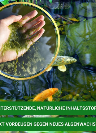 Fadenalgen bekämpfen  mit Algiforte von Aqua-Cereal