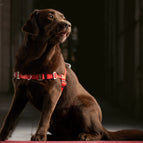 Rot (25 mm) / STURMFREI® - BioThane® Vorder- und Bauchgurt / Ohne